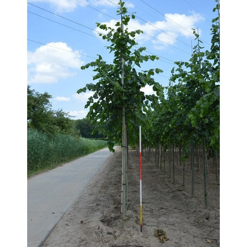 Parklind - Tilia europaea 'Euchlora' 12-14 HS, COCO